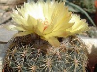 Coryphantha recurvata ©JLcoll.830.jpg